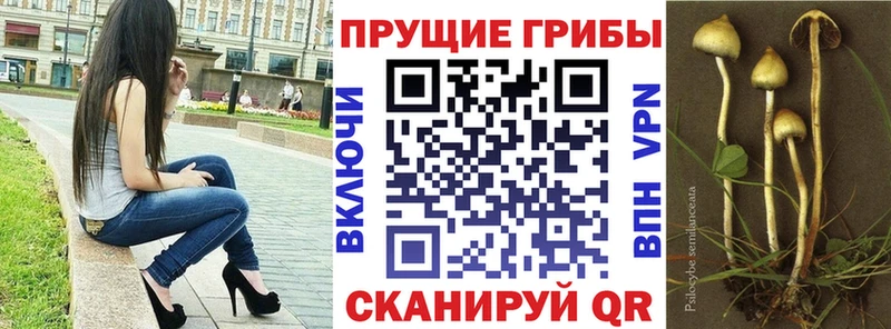 Галлюциногенные грибы Psilocybe  Лихославль 